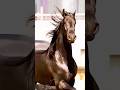 Majestic Horse Walking 🐎 Cinematic Slow Motion Nature Edit #shorts