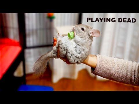 I taught my chinchilla a NEW TRICK (playing dead)
