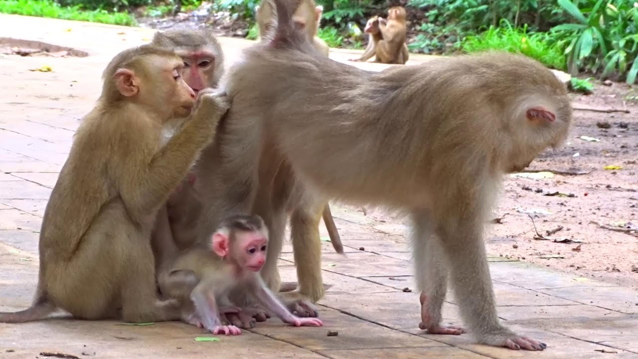 Funny Monkey Take Care Baby Monkey With Family's And Happy Animal Live 