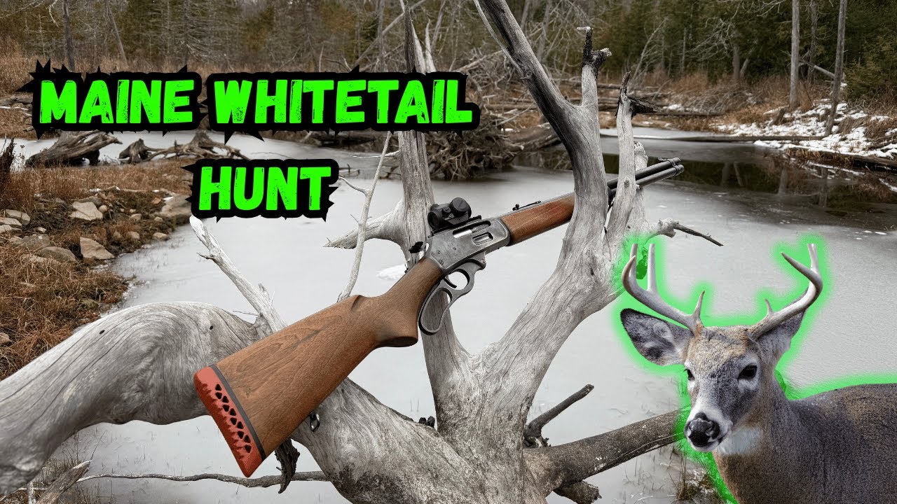 Охота на белохвостого оленя в штате Мэн