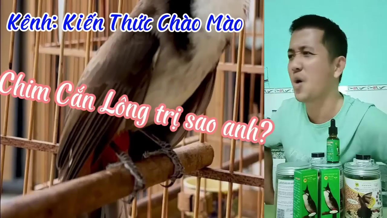 Kiến thức chữa chim bị vuốt đuôi, Cắn chân, cắn nan, ngoái ngữa.v.v.