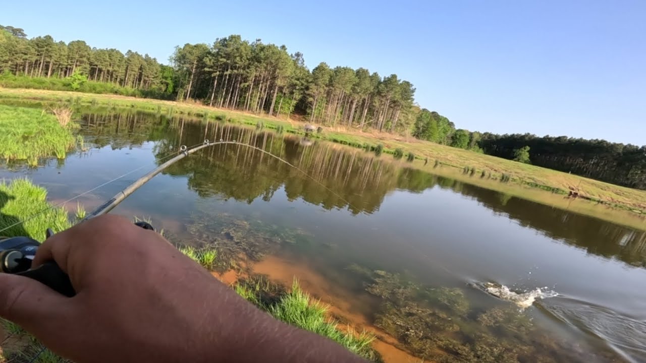 Big bass out of stocked pond