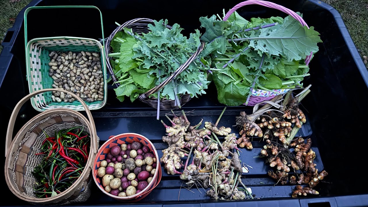 We grew turmeric and ginger shampoo  …who knew!!!!