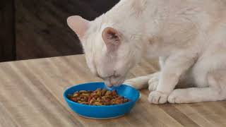 Genji eating some catfood