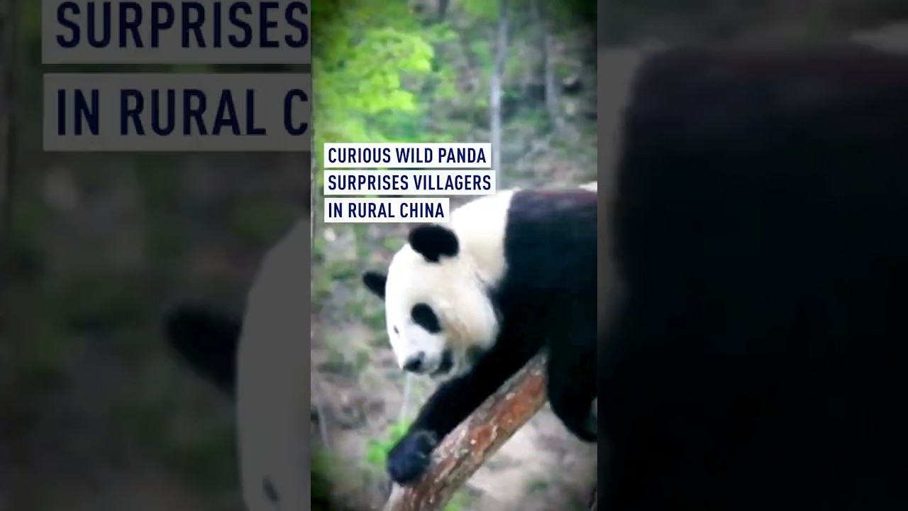 Curious wild panda surprises Chinese villagers