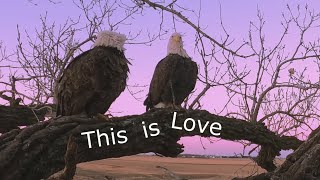 This is Love -- The Love Nest