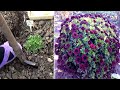 Шаровидная хризантема  Мультифлоры весной. Как я рассаживаю мультифлоры