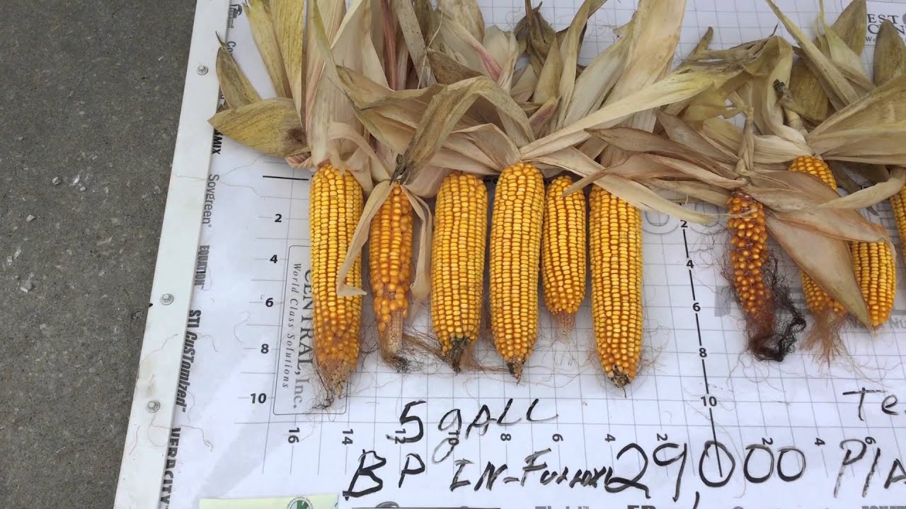 InFurrow Corn Comparison and 2015 Corn Harvest YouTube