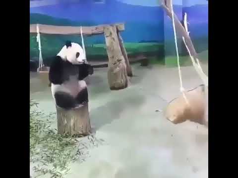 oyun oynayan sevimli komik panda 🥰