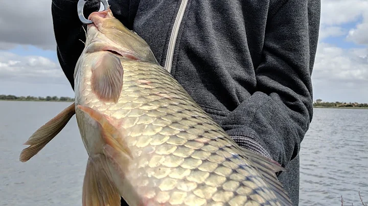 The TRUTH about eating CARP - DayDayNews