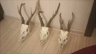 Трофей "Череп косули" / Trophy "Roe Deer's Skull"