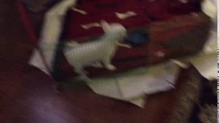 Tiny Female Pet Or lots of fun to show! by mariaproductions2009 153 views 7 years ago 10 seconds