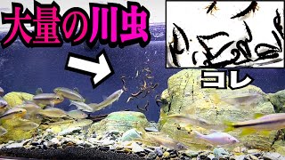 清流水槽に大量のカワムシを投入したら魚たちの反応は…