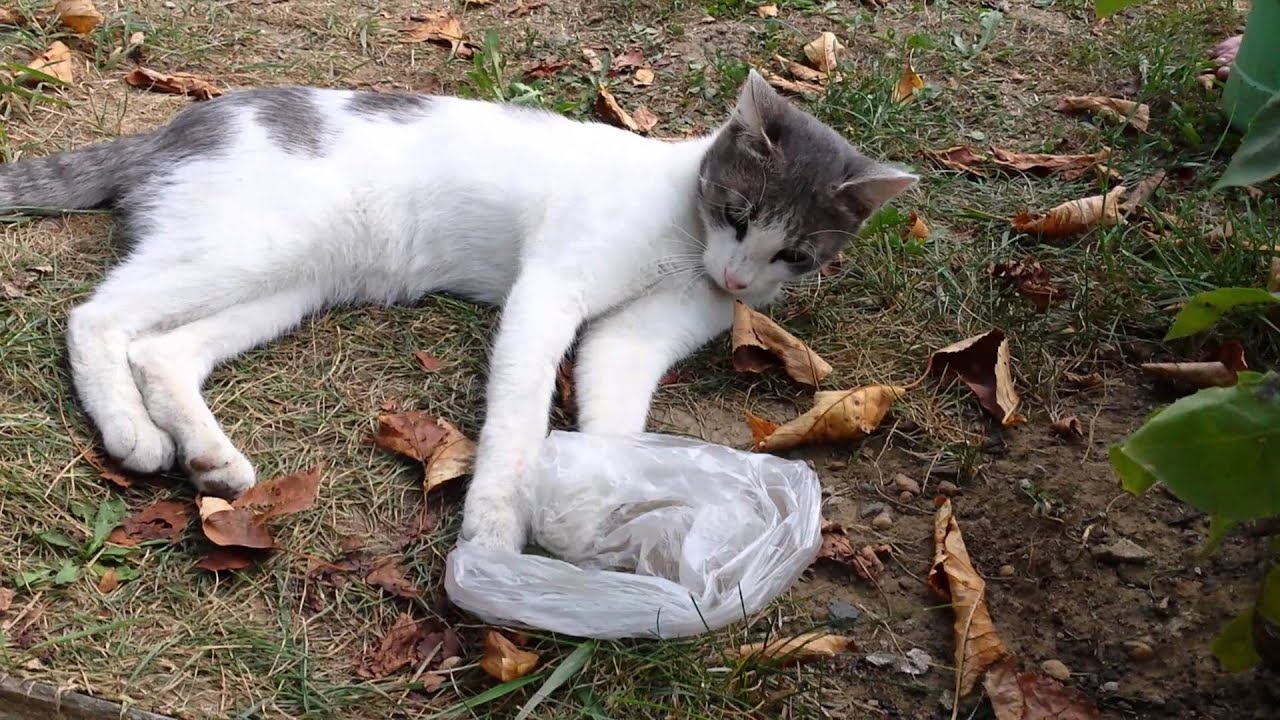 Süße Katze jagt Eidechse YouTube