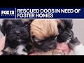 Homes needed for 32 rescued dogs in Pierce County, WA | FOX 13 Seattle