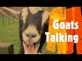 GOATS. More Funny Goats Screaming & Baby Goats Compilation / Mashup!