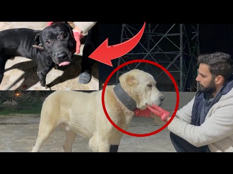 DİŞİ KÖPEK İÇİN ORTALIK KARIŞTI - Ah Kuki Ah !