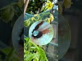 耳垢そうじ/耳が痒くなった鼓膜に付着した軟耳垢/123 #shorts