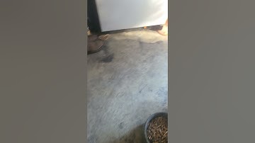 How to remove stripped spark plug OEM Tools bolt/nut extractor!