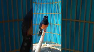 burung murai batu ekor hitam dan full isian#shorts