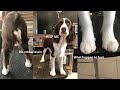 HOW TO GROOM YOUR PUPPY ENGLISH SPRINGER SPANIEL: PART 1 - FEET, NAILS AND TAIL!