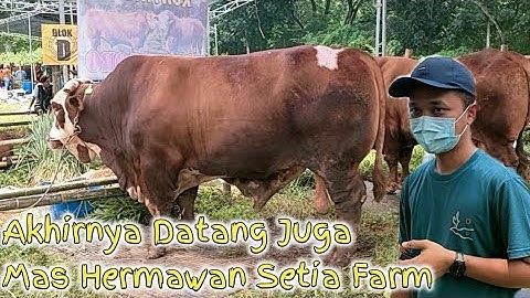 Mas Hermawan Setia Farm Datang Ke Kontes Sapi Jember Lurr...