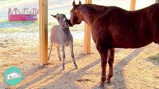 Naughty Donkey Riles Up His Horse Brother For Fun | Cuddle Buddies ...