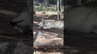 Wolf 🐺 sleeping 😴 #wolf #sleeping #shorts #enterthecronic #fyp #zoo #calgary
