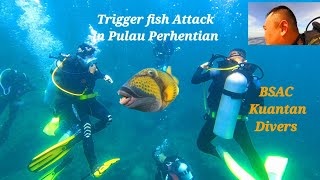 TRIGGER FISH ATTACK Divers Ear - Pulau Perhentian Kecil, BSAC Kuantan Divers Malaysia 2 May 2022