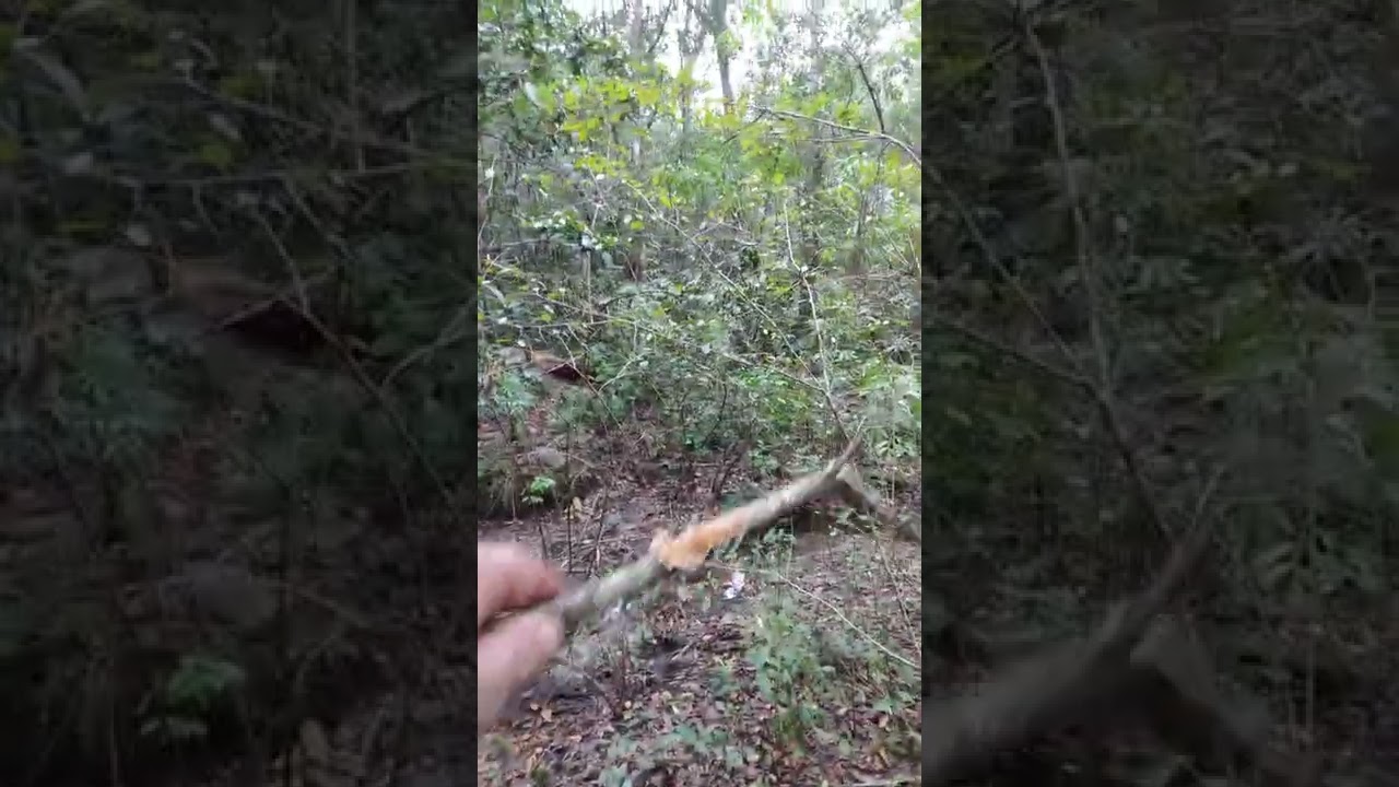 Walking around Fort King National Historic Landmark