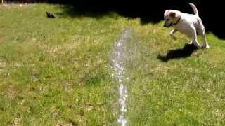 Roxy the labrador retriever vs. the water hose