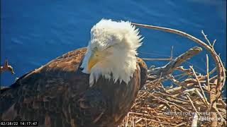 Two Harbors Bald Eagles: Cholyn and Chase's Little Stories \/ The Second Egg. 22 Feb - 01 Mar 2022