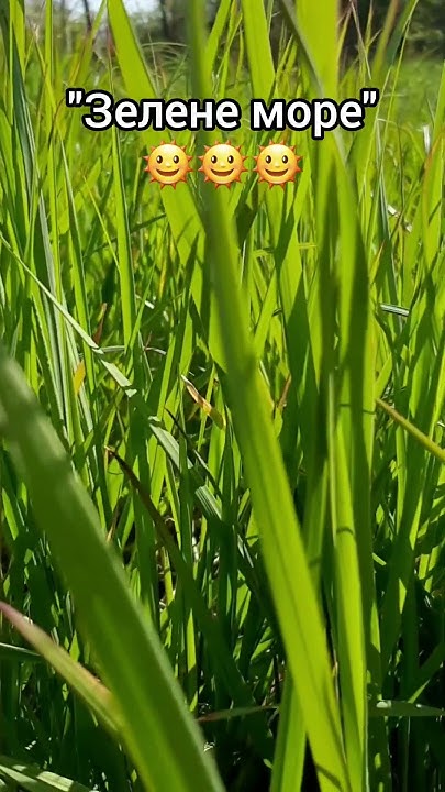 😊😊😊 Зелене море 😊😊😊 Green sea 🌿🌿🌿Заходьте та підписуйтесь на мій канал ...