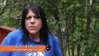 52 1 Joy Dvd Pets Video 1 American Pit Bull Terrier