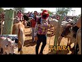 Segunda parte da Feira do Gado de Tabira-PE / boi parecido com o Boi Salgadinho na feira