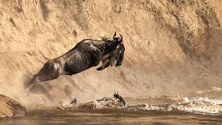 The Mara River LIVE: Front Row to the Great Migration