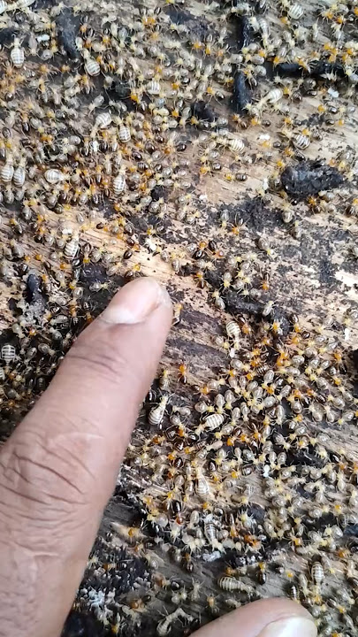 millions of creatures in the wild #anyuniqueanimals #animals #wildlife