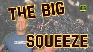 My #1 Worm Farm Hack: The Big Squeeze