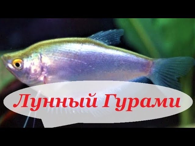 Лунный гурами. Содержание, уход и размножение в аквариуме.