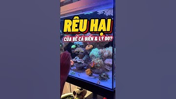 Bể cá biển nước mặn có BỊ RÊU HẠI tấn công?🧐 #aquarium #metub #reeftank #cacanh