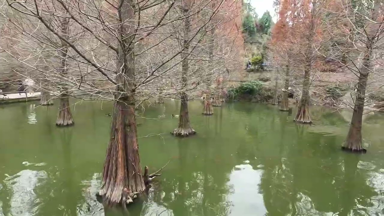 苗栗三灣落羽松秘境