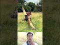 অবিশ্বাস্য শিং, কিন্তু করুণ বাস্তবতা 🥀 #cow #animals #video #viral #foryou #youtubeshorts #shorts