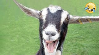 Baby Goat Reacts so Hilarious When He Sees Everything by Best Dogs 2,661 views 5 months ago 5 minutes, 14 seconds