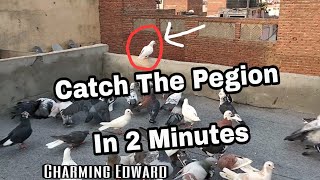 Catch The Pigeon In 2 Mintues Part 1