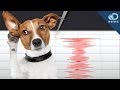 Can Animals Predict an Earthquake?