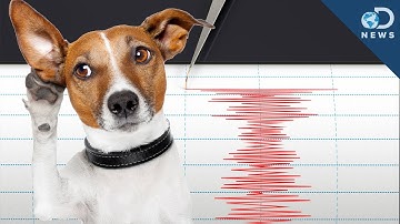 Can Animals Predict an Earthquake?