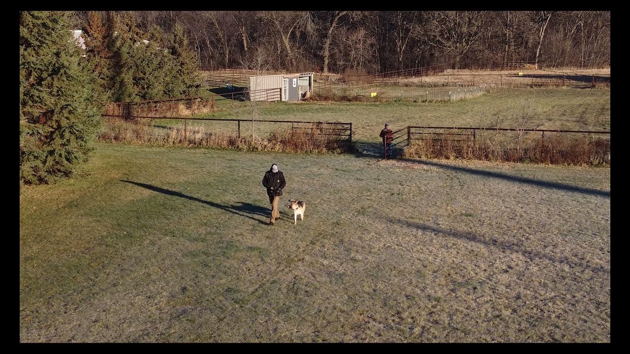 Gemma's dog obedience boot camp update 11:30:2021 - YouTube