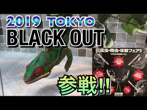 【爬虫類イベント】ブラックアウトとは⁉︎紹介します！