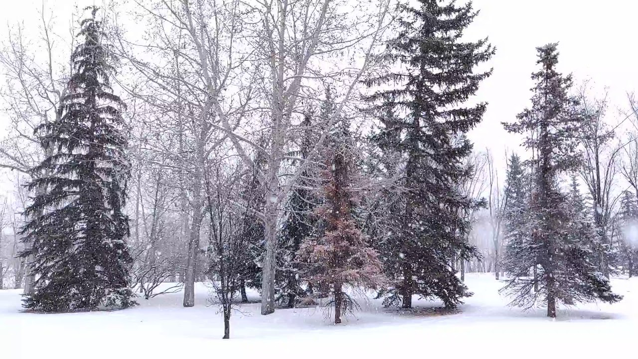 Snowing trees 1 YouTube