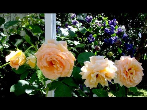 How to grow Roses - Gardening 101 by Dr. Greenthumb - YouTube